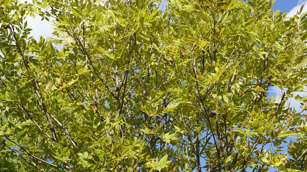 Fraxinus excelsior 'Altena' meerstammig / struik bladeren