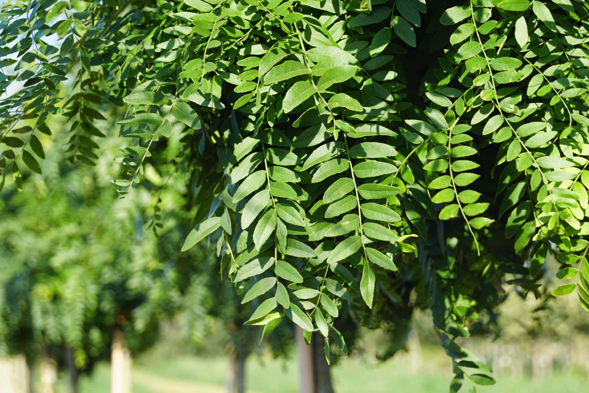 Gleditsia triacanthos 'Elegantissima' op stam
