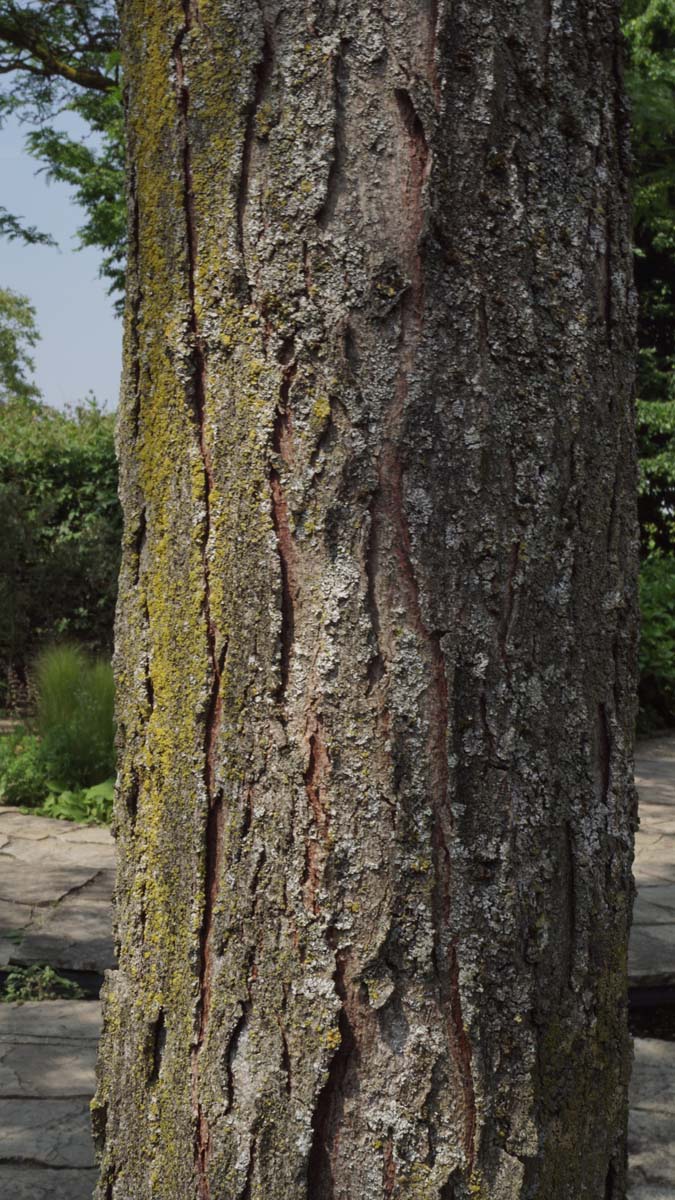 Gleditsia triacanthos 'Shademaster' haagplant