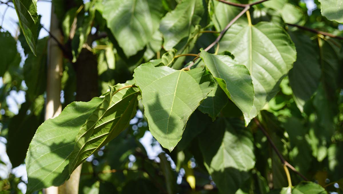 Hovenia dulcis op stam