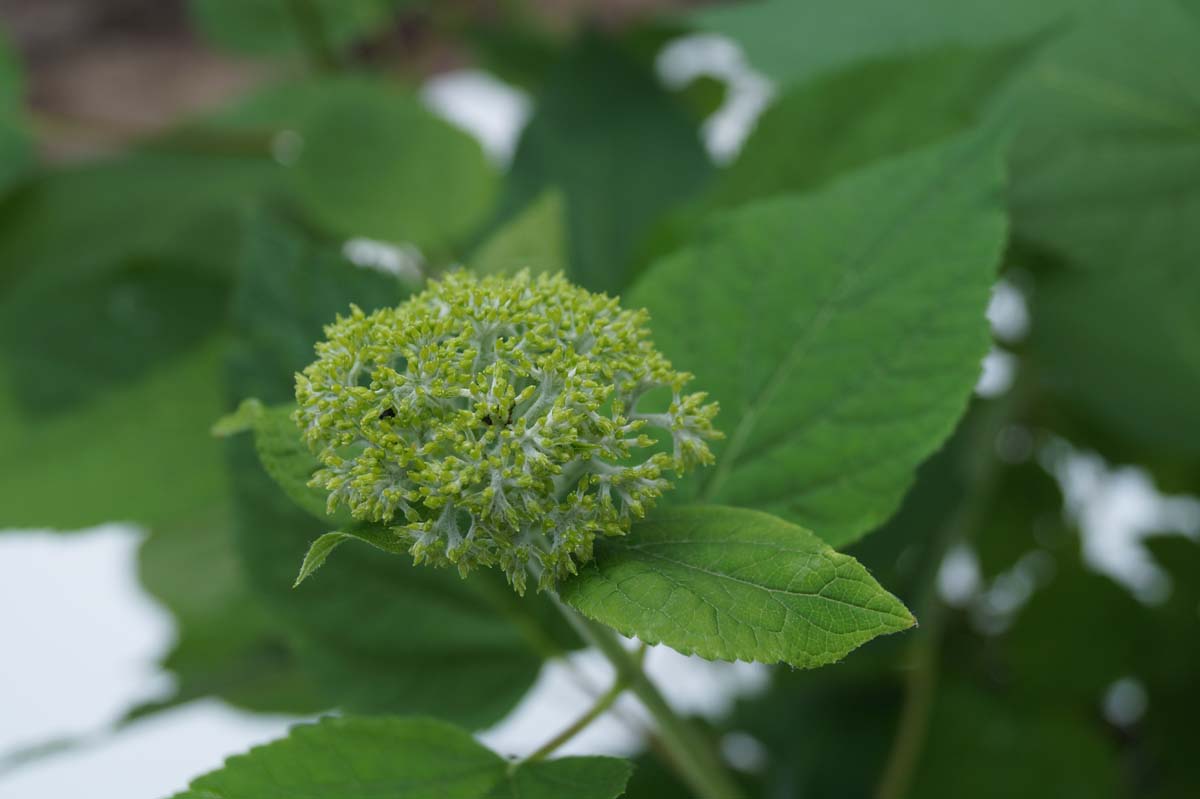 Hydrangea arborescens 'Annabelle' haagplant bloem