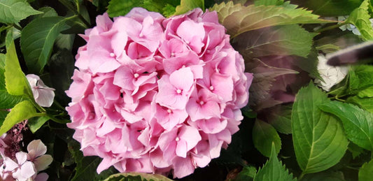 Hydrangea macrophylla 'Deutschland' meerstammig / struik