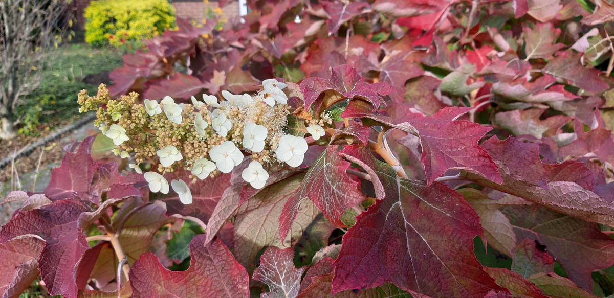 Hydrangea quercifolia 'Sike's Dwarf'