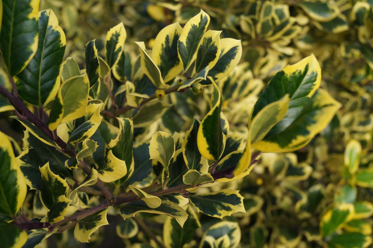 Ilex altaclerensis 'Golden King' op stam