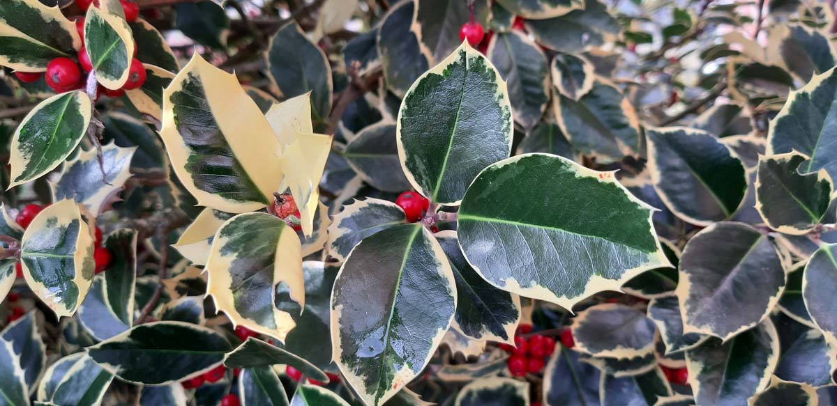 Ilex aquifolium 'Rubricaulis Aurea' Tuinplanten bes