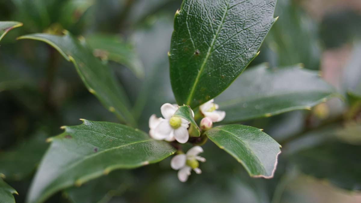 Ilex meserveae 'Blue Prince'
