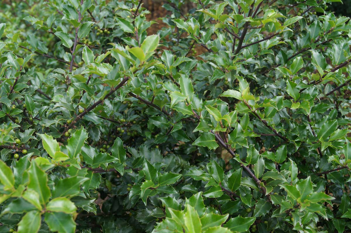 Ilex meserveae 'Blue Princess' Tuinplanten