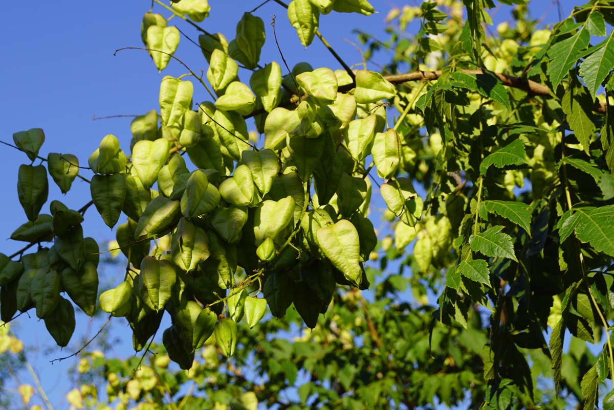Koelreuteria paniculata 'Rosseels' op stam
