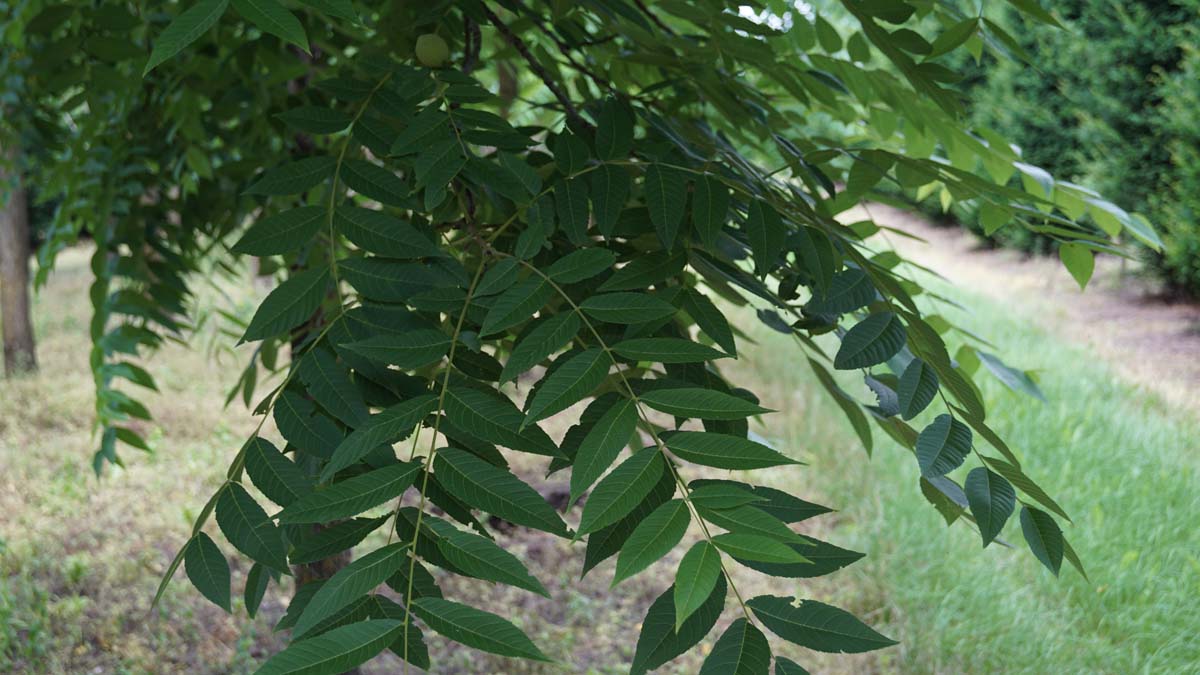 Juglans nigra op stam