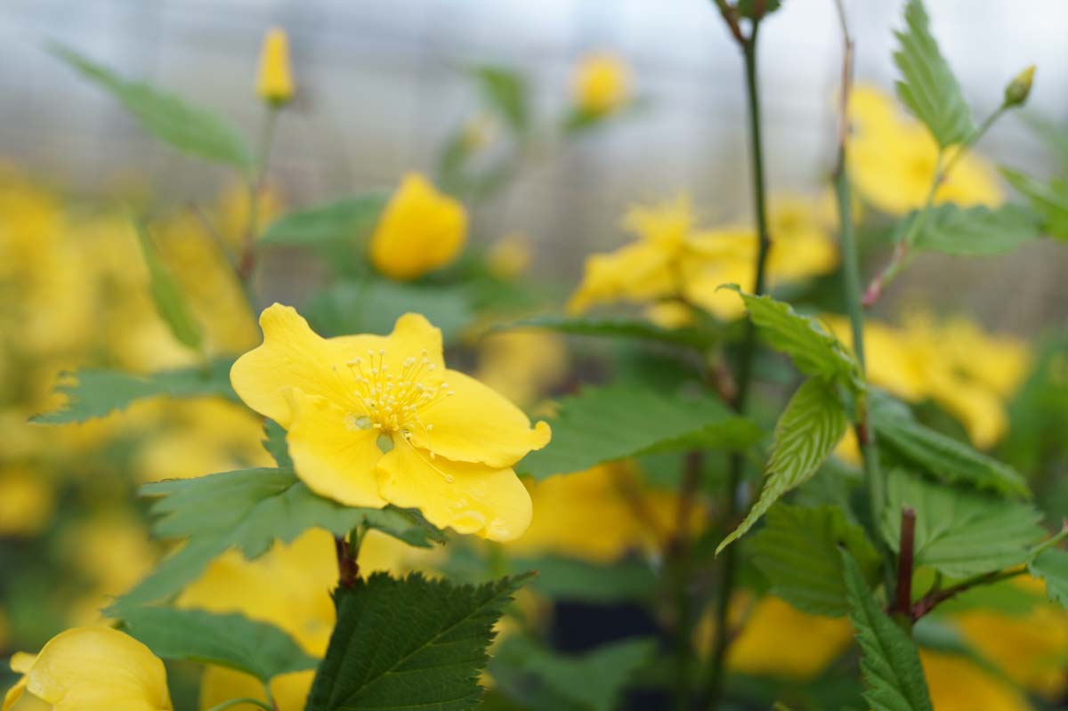 Kerria japonica 'Golden Guinea' meerstammig / struik