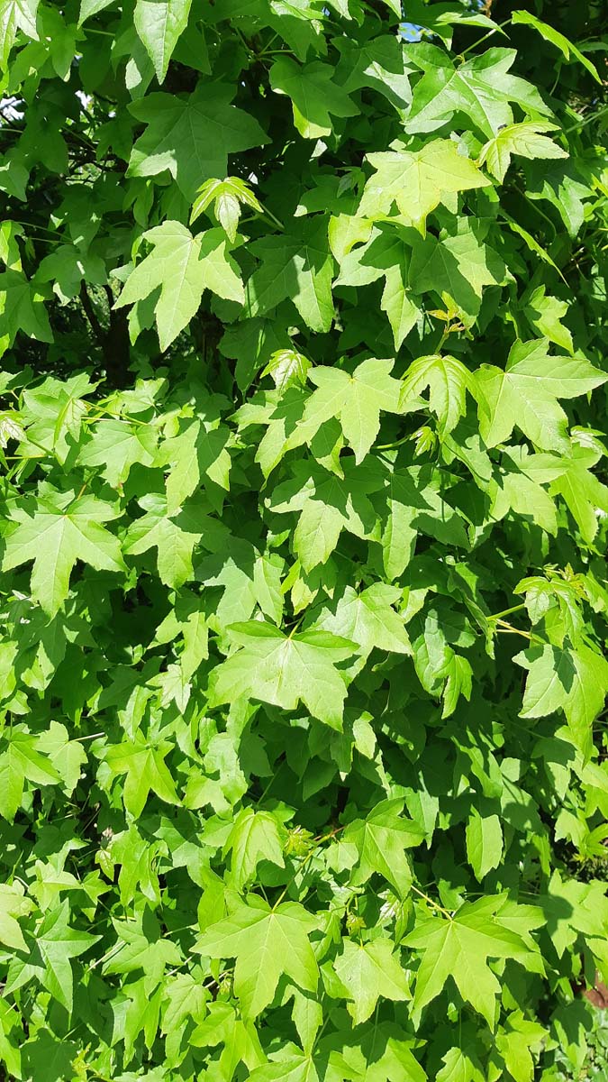 Liquidambar styraciflua meerstammig / struik twijg