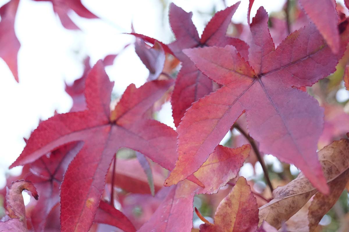 Liquidambar styraciflua 'Gum Ball' op stam herfstkleur