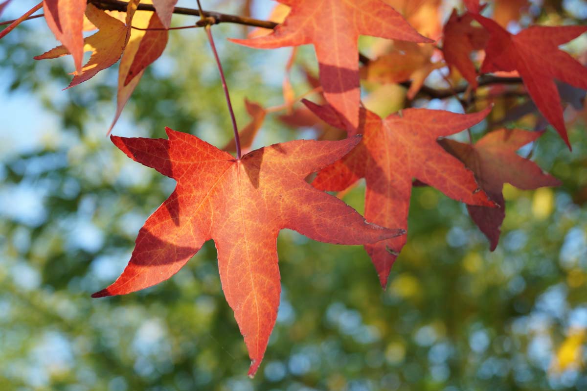 Liquidambar styraciflua 'Moraine' op stam herfstkleur