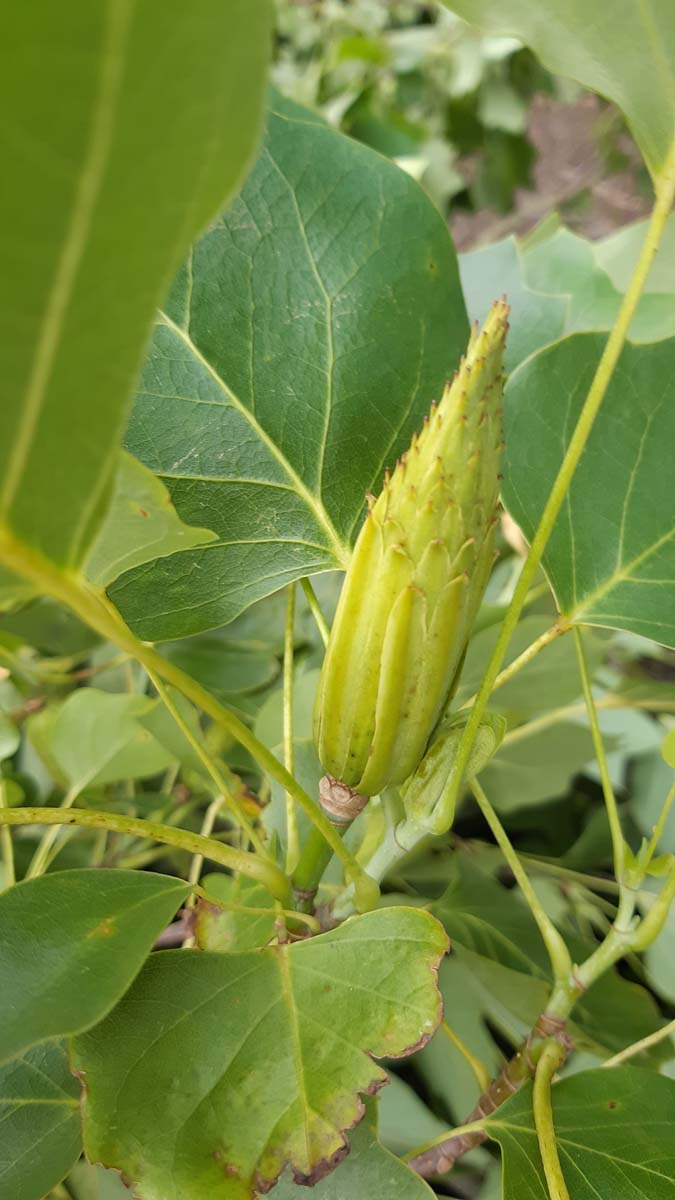 Liriodendron tulipifera 'Fastigiatum' op stam