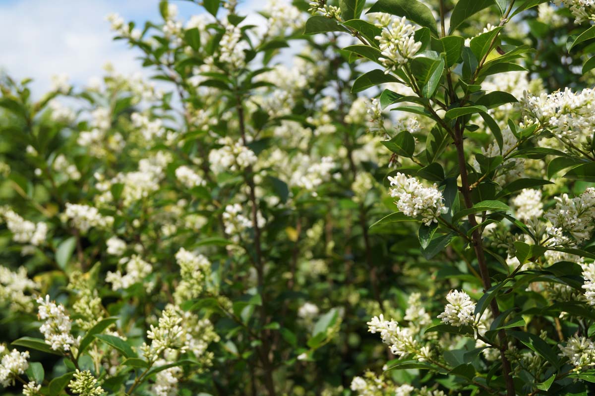 Ligustrum ovalifolium solitair
