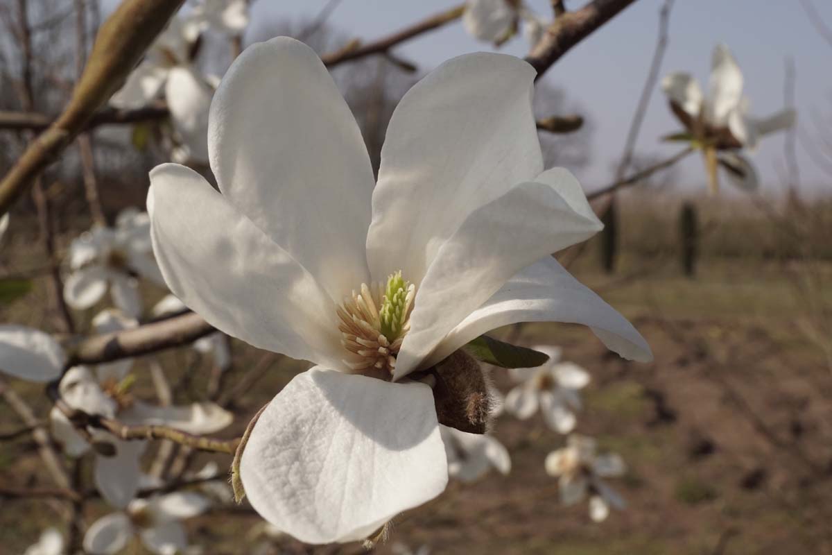 Magnolia kobus op stam bloem