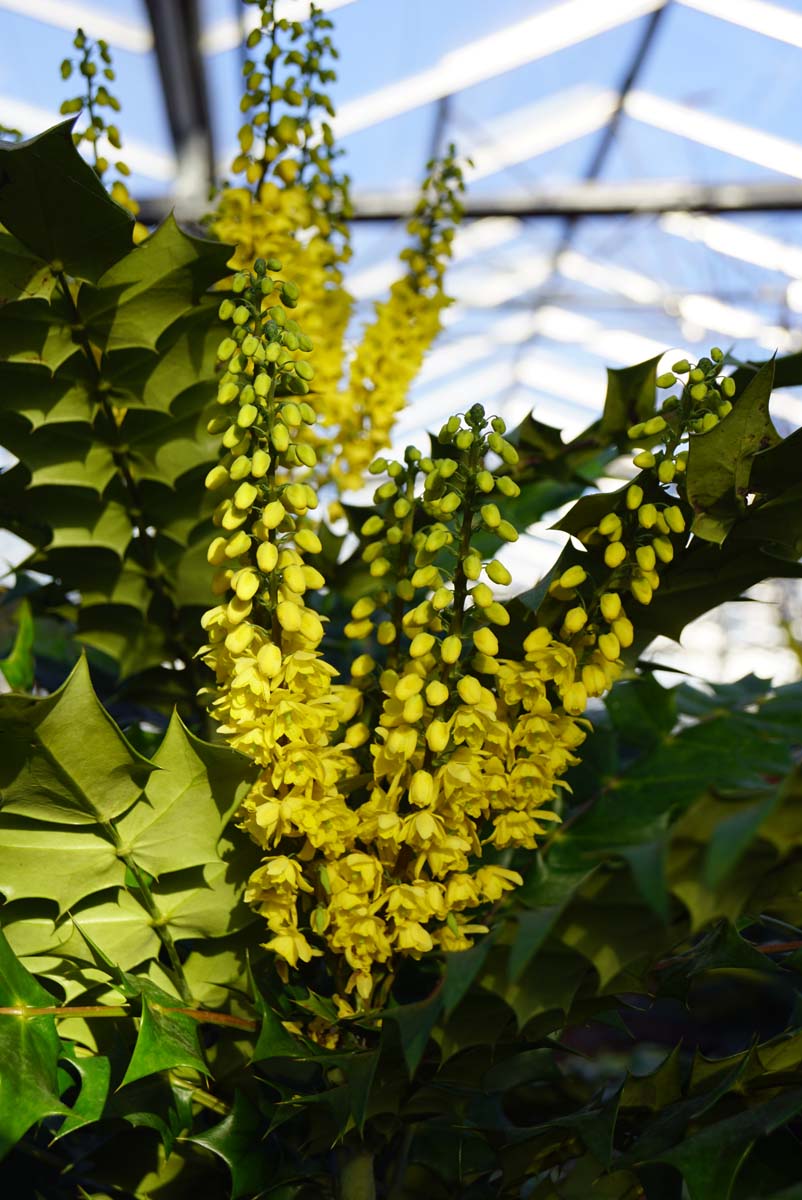Mahonia media 'Winter Sun' solitair bloem