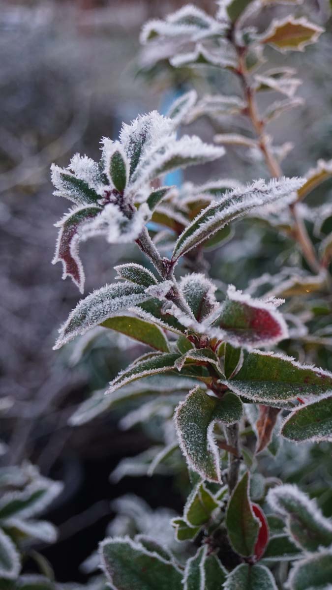 Mahoberberis 'Dart's Desire' meerstammig / struik winter