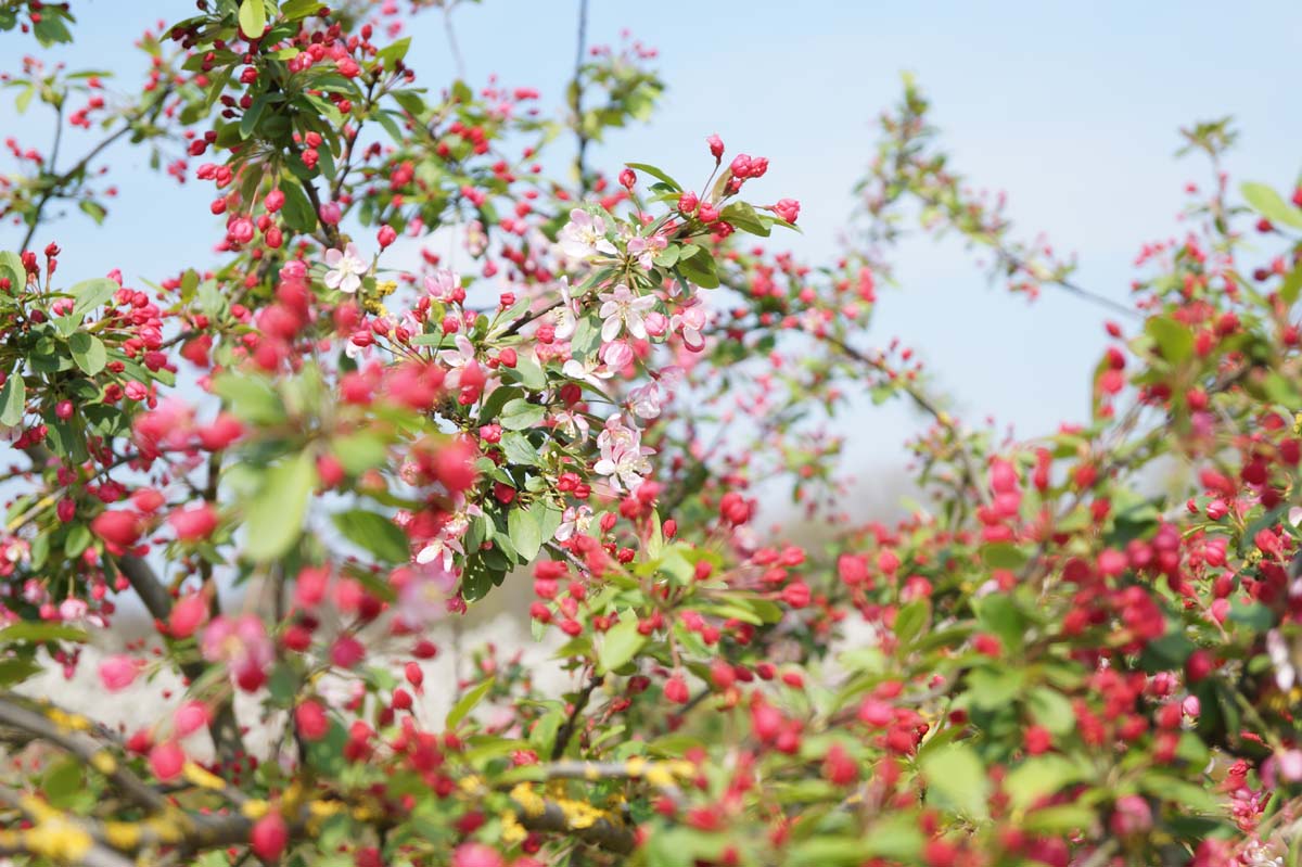 Malus floribunda Tuinplanten