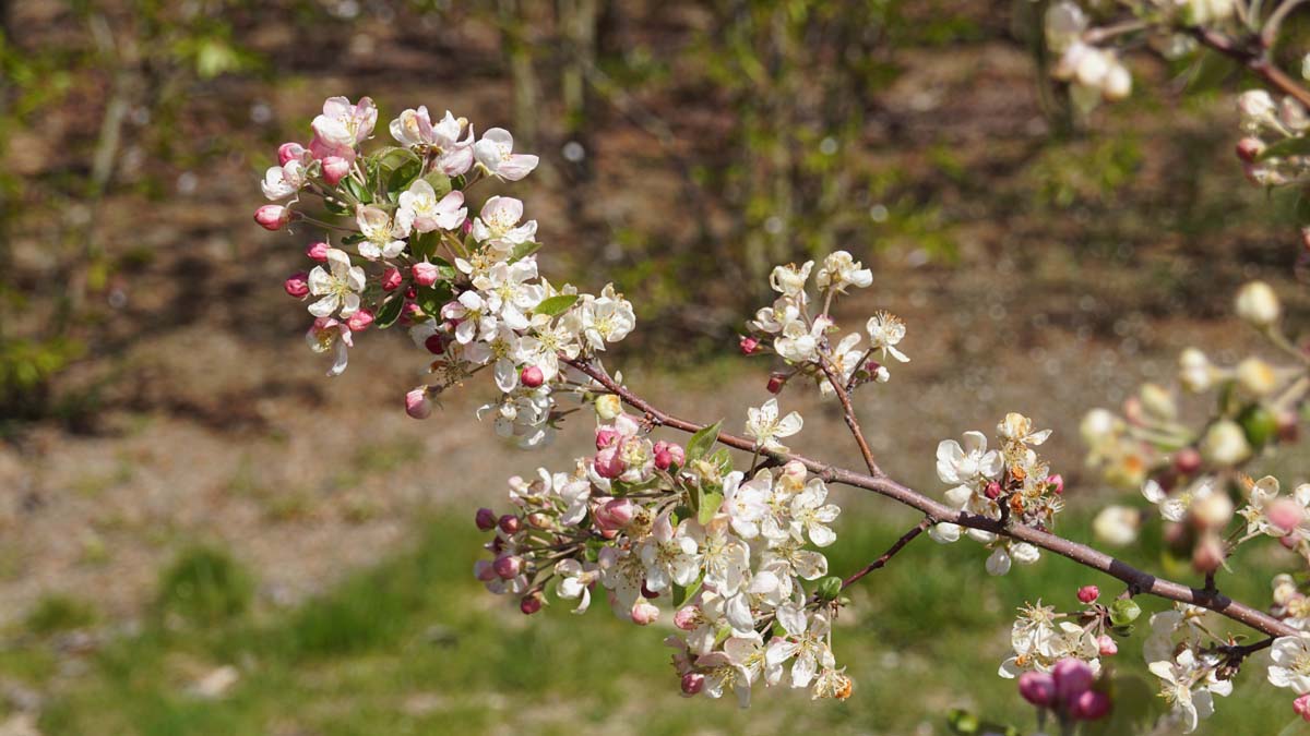 Malus 'Golden Hornet' solitair