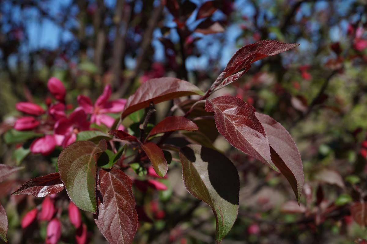 Malus 'Makamik' meerstammig / struik