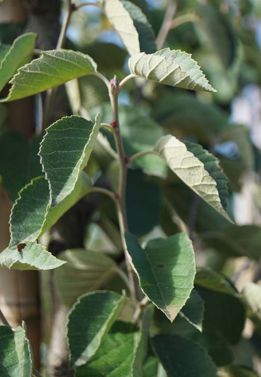 Malus tschonoskii Tuinplanten