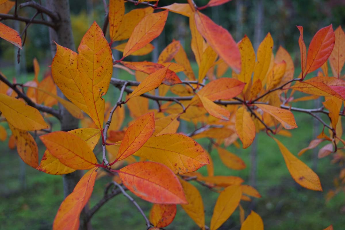 Nyssa sylvatica op stam herfstkleur