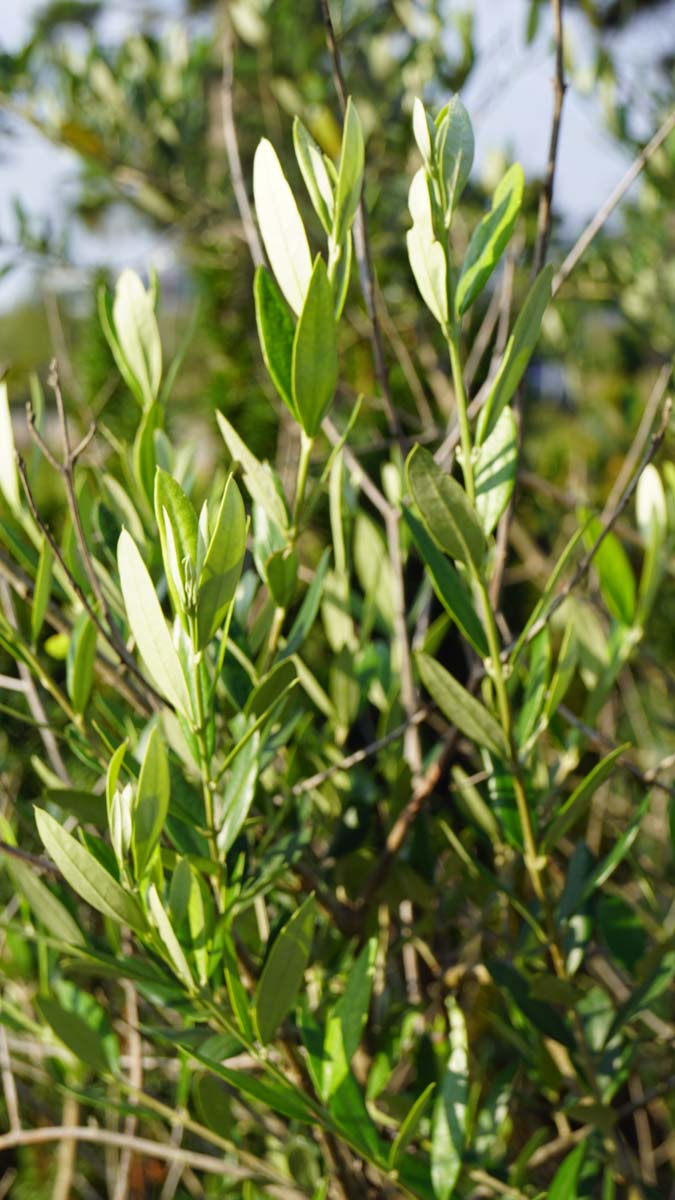 Olea europaea solitair