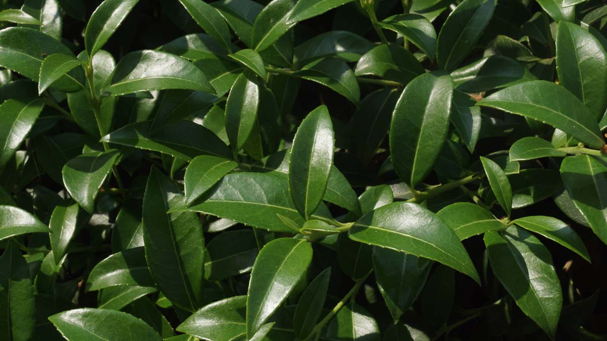 Osmanthus burkwoodii op stam blad