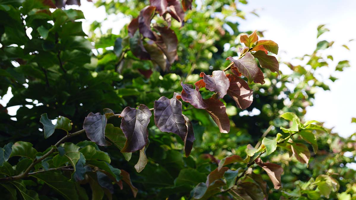 Parrotia persica 'Vanessa' meerstammig / struik blad
