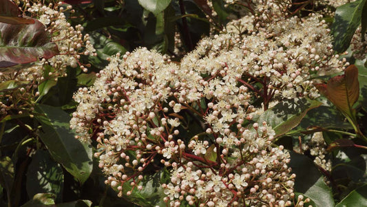 Photinia fraseri 'Red Robin' Tuinplanten bloem