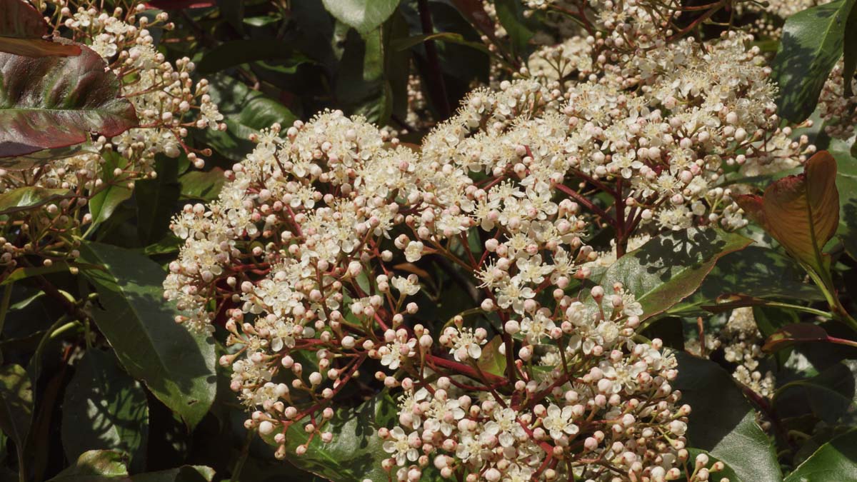 Photinia fraseri 'Red Robin' leiboom bloem