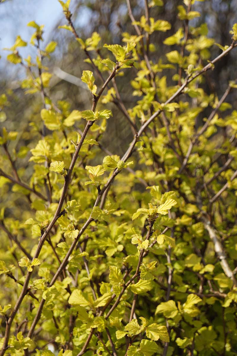 Physocarpus opulifolius 'Dart's Gold' Tuinplanten