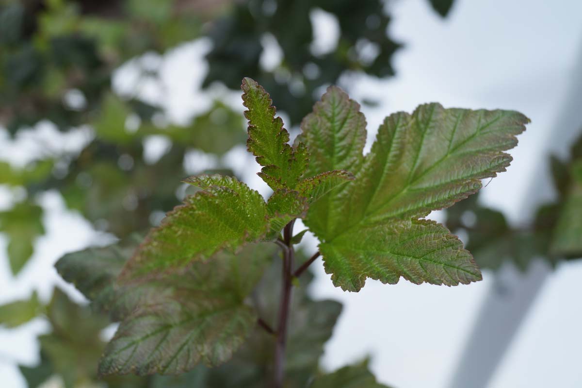 Physocarpus opulifolius 'Diabolo' haagplant