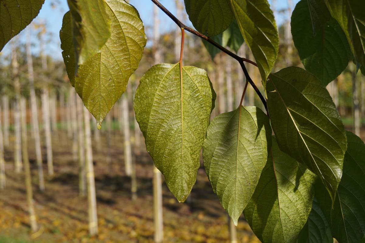 Poliothyrsis sinensis meerstammig / struik