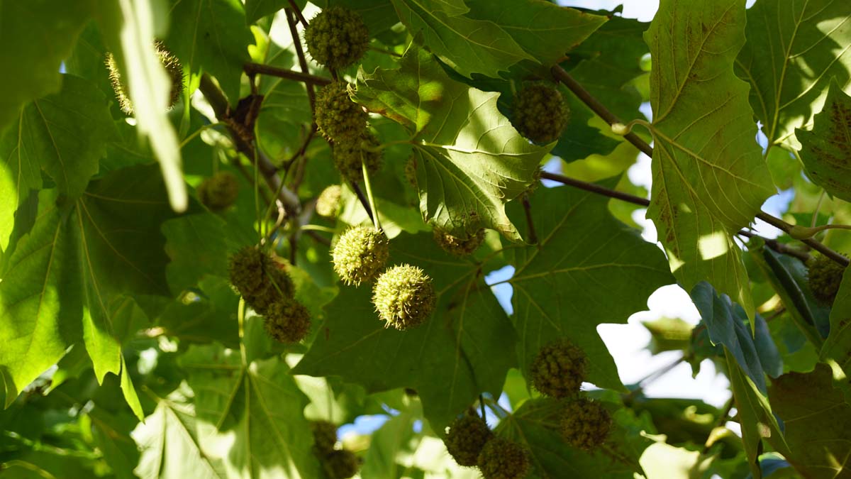 Platanus hispanica Tuinplanten blad