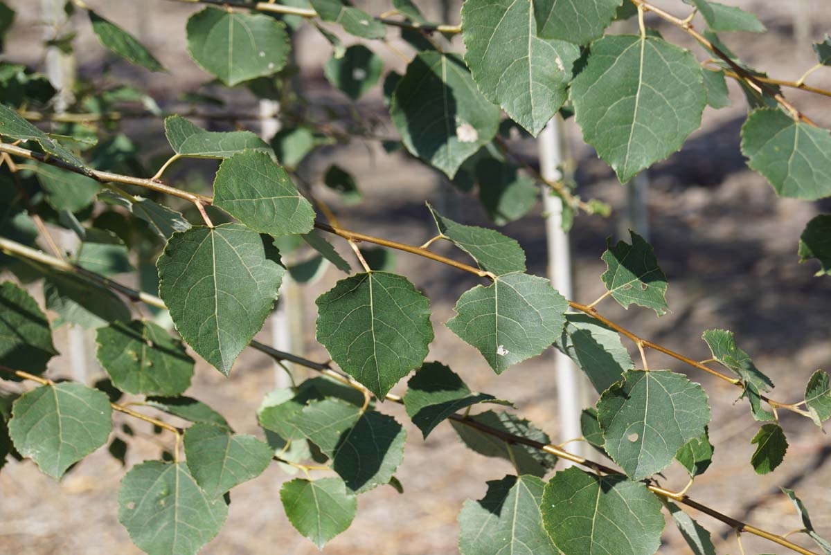 Populus tremula op stam