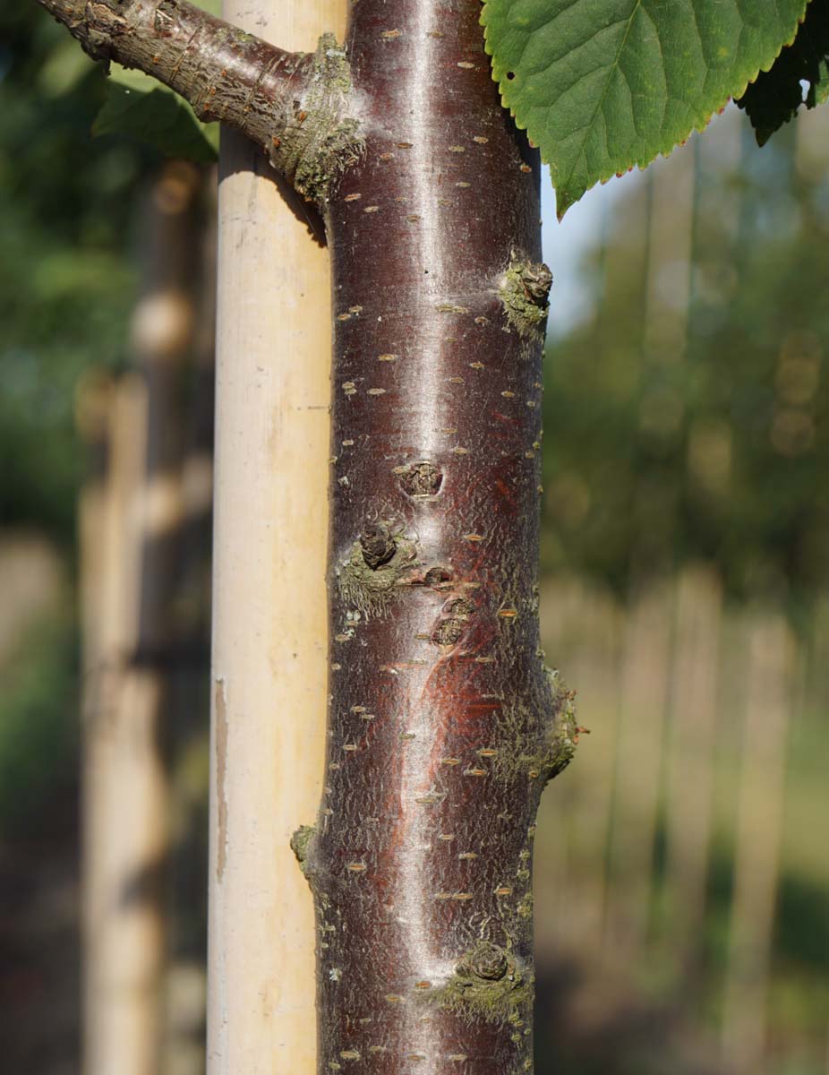 Prunus avium 'Landscape Bloom' op stam