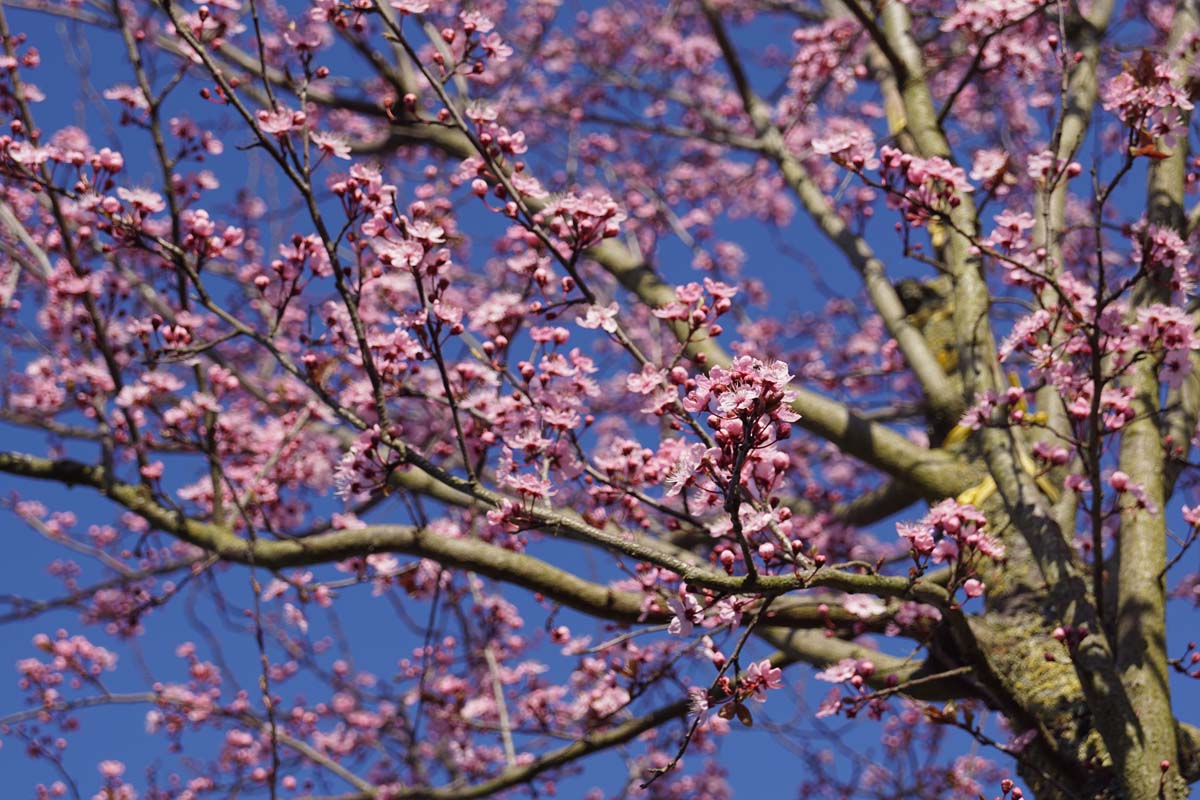 Prunus cerasifera 'Nigra' solitair bloesem