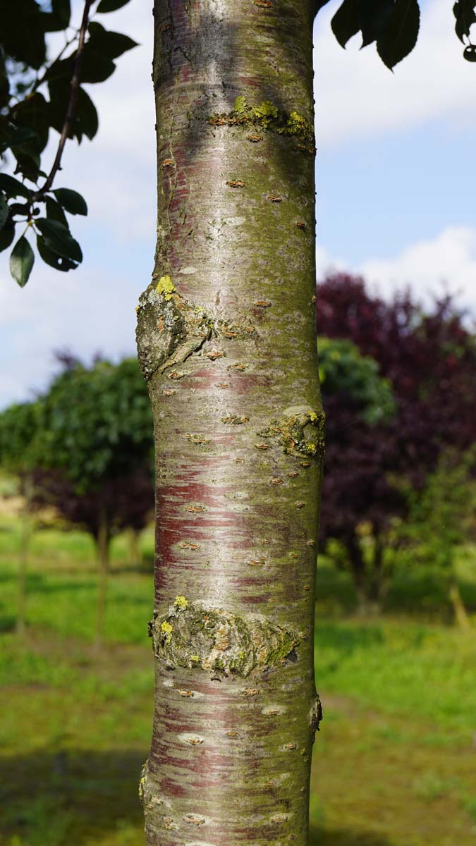 Prunus eminens 'Umbraculifera' op stam