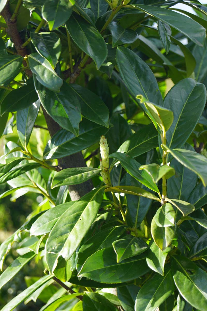 Prunus laurocerasus op stam