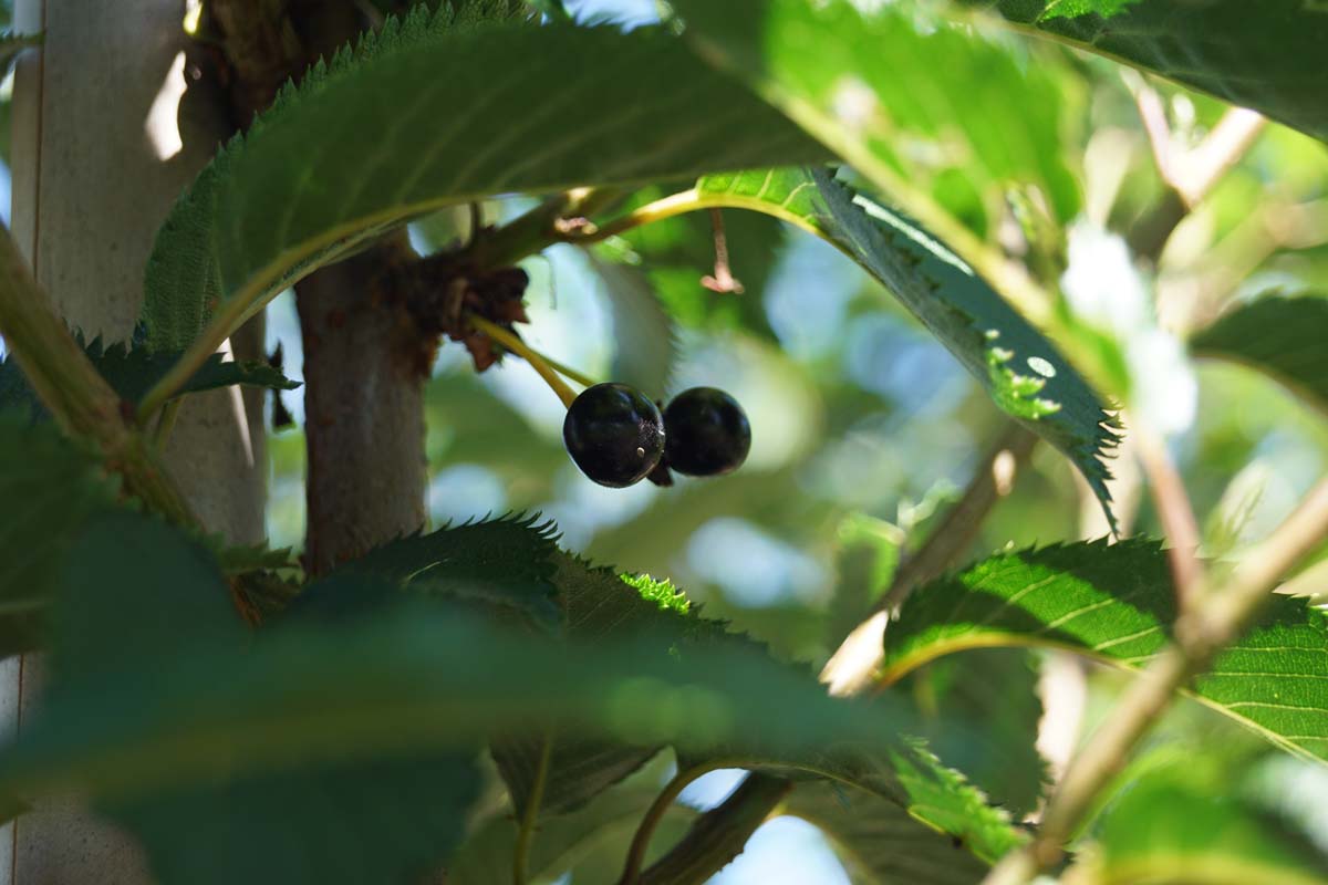 Prunus 'Pandora' Tuinplanten blad