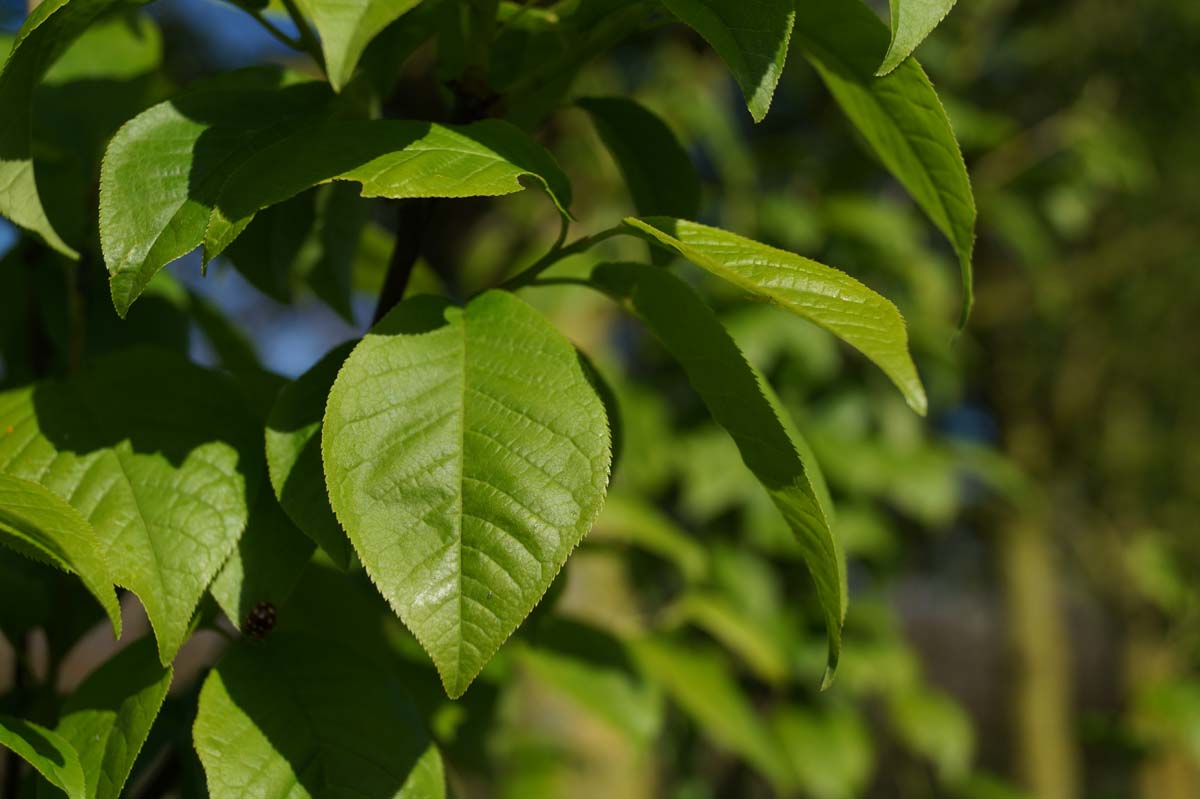 Prunus padus 'Watereri' Tuinplanten blad