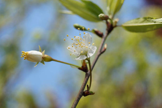 Prunus serrula Tuinplanten bloem