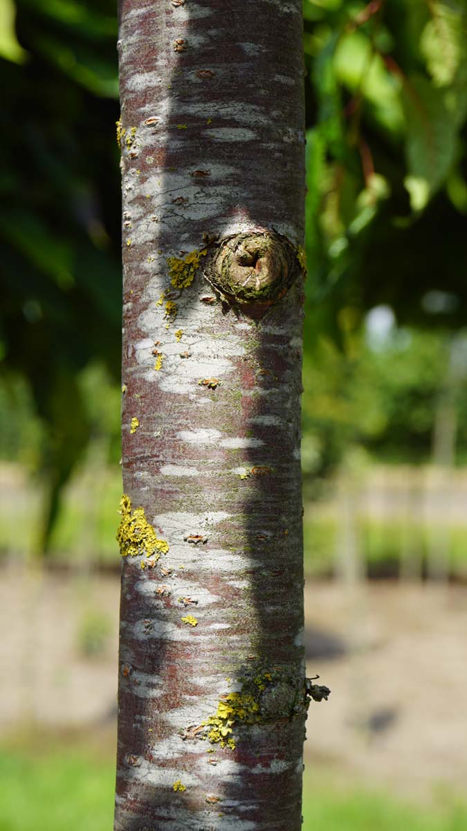 Prunus 'Kiku-shidare-zakura' op stam bast