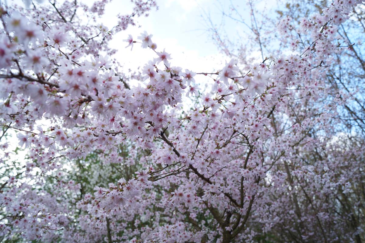 Prunus subhirtella 'Autumnalis' Tuinplanten bloesem