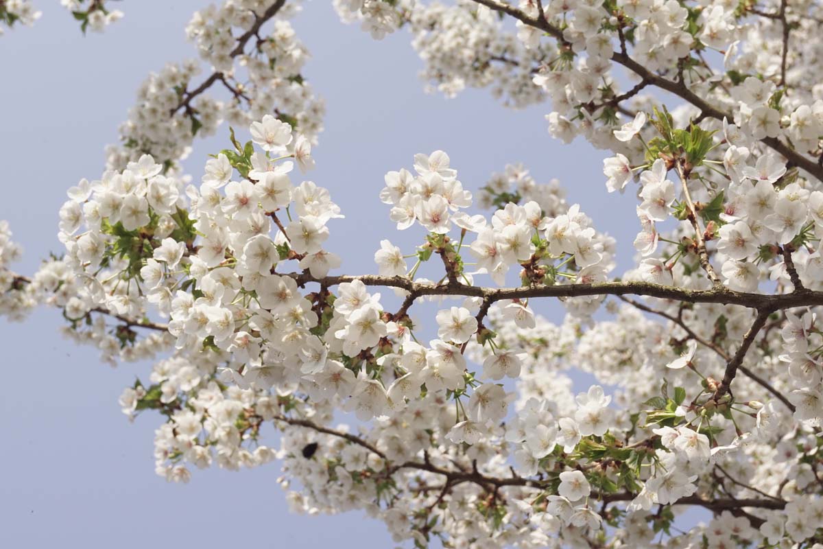 Prunus 'Umineko' Tuinplanten