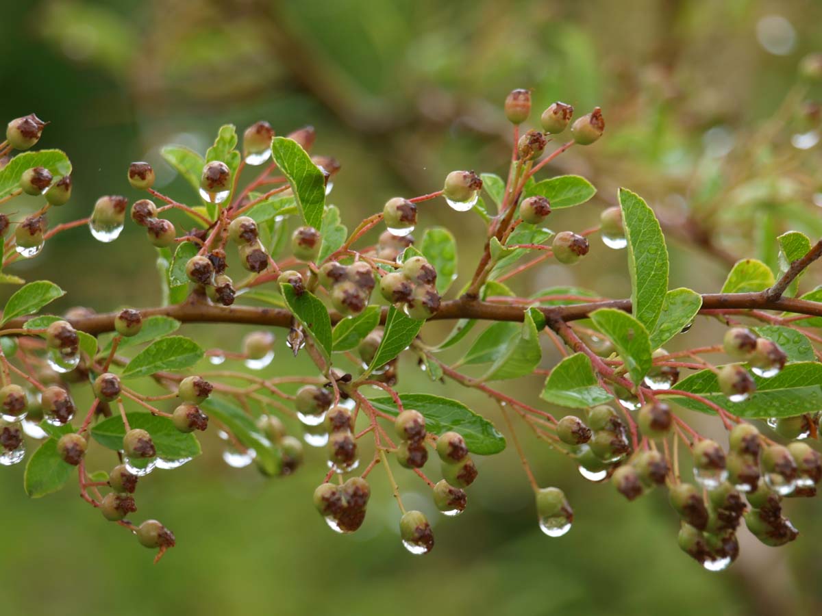 Pyracantha 'Orange Glow' haagplant