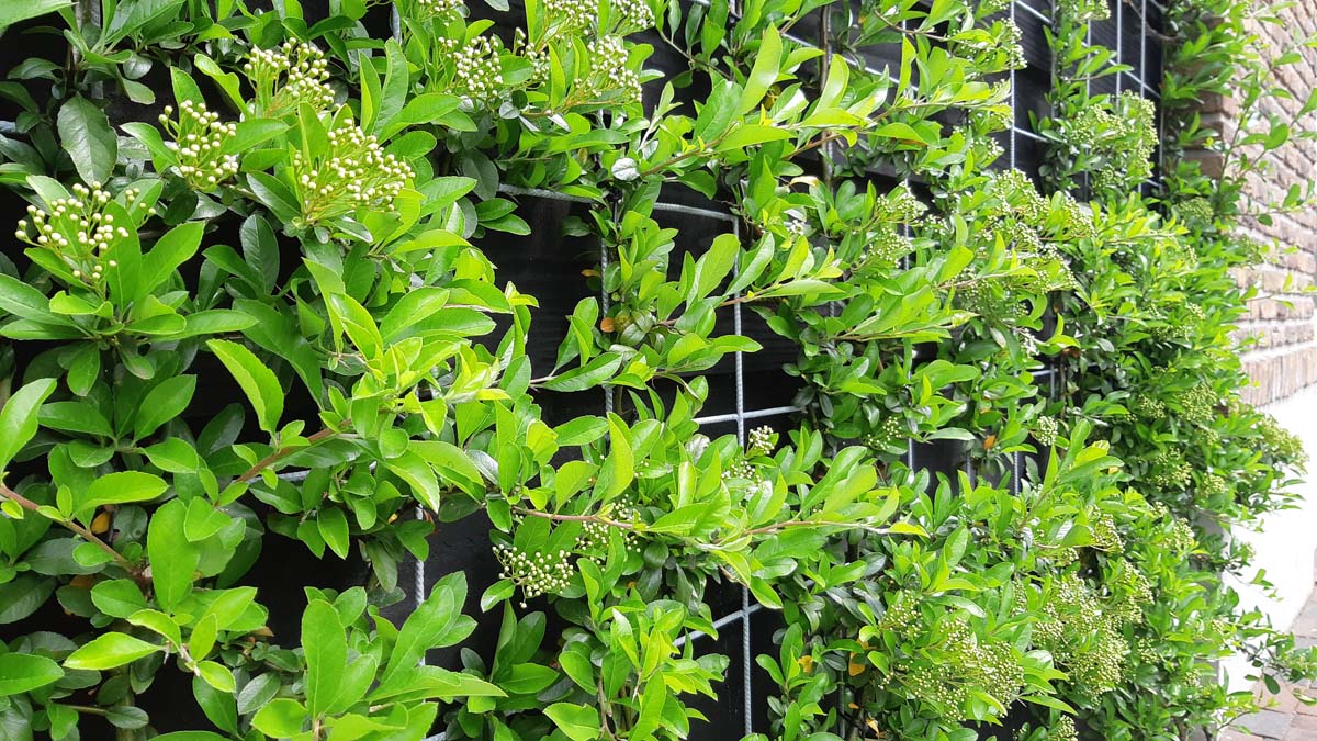 Pyracantha 'Soleil d'Or' haagplant