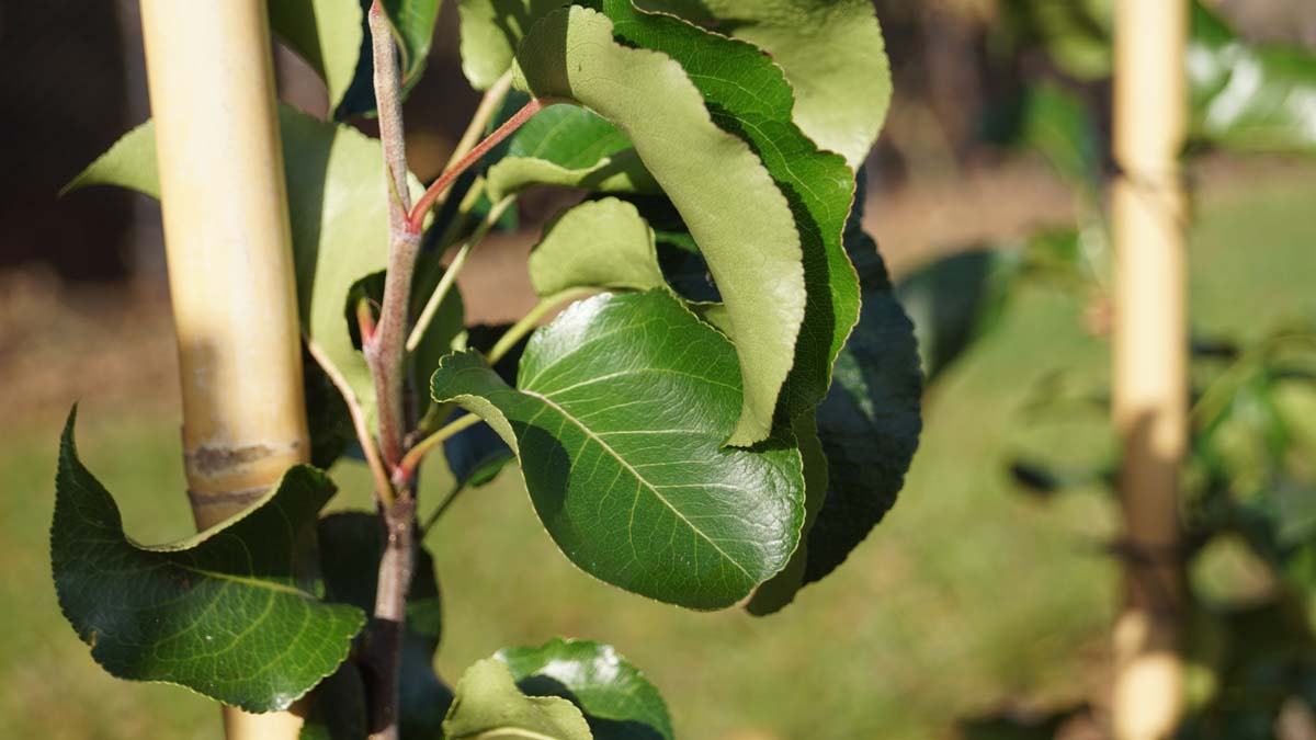 Pyrus calleryana 'Capital' op stam